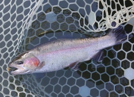 大安トラウトレイク釣果